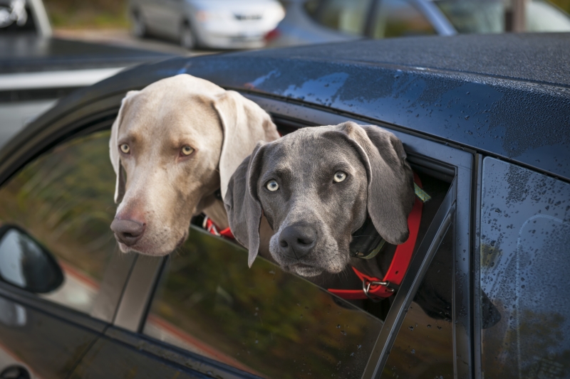 8473706-dogs-in-car