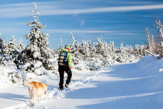 Vinterpromenad med hunden